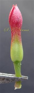  Young flower